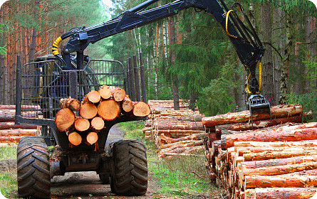 Wood and wood processing industry